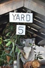 Koala