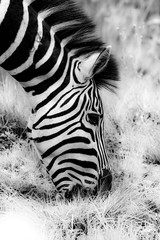 Fototapeta na wymiar Portrait of Zebra eating Grass in Black and White