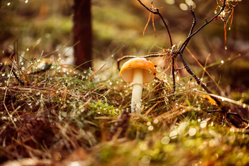 Amanita muscaria, Fly agaric Mushroom In a Sunny forest in the rain.