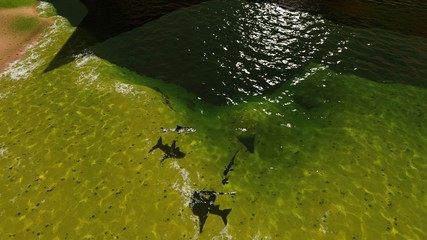 Shore of the azure sea.   View of the inhabitants of the sea.