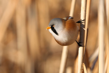 Male of Bearded reedling. Panurus biarmicus