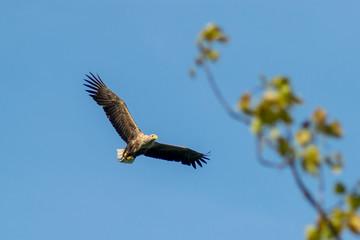 Seeadler auf Erkundung