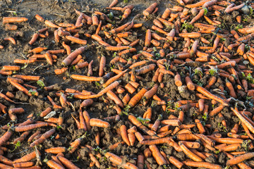 Karotten liegen auf einem Acker