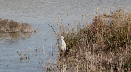 pájaro en naturaleza