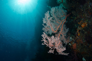 Obraz na płótnie Canvas Coral Reef