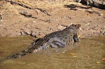 Alligator