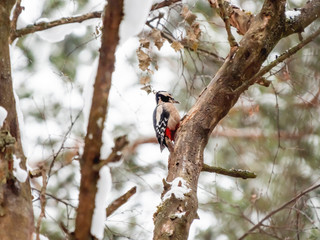 Great spotted woodpecker, Dendrocopos major, knocks on the bark of a tree, extracting edable insects. Bird in winter forest