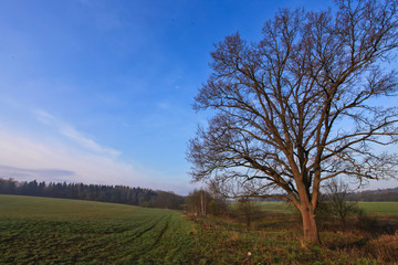Fototapeta na wymiar Spring tree without leaves against the background of a green meadow and blue sky