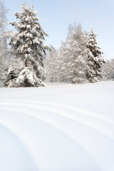 Trees in snowy winter landscape