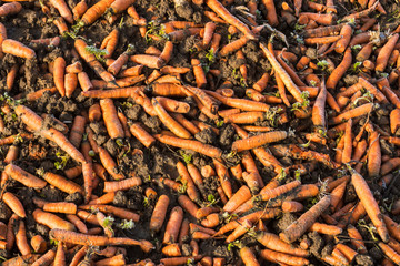 Karotten liegen auf einem Acker