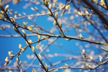 Springtime, Buds on the branches of a tree against the blue sky. Spring background