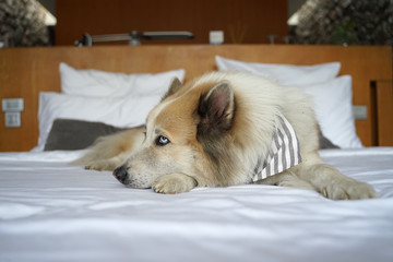 Large mixed breed dog with blue eyes lying down happily on the white bed sheet