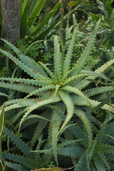Fototapeta premium Aloe vera plant. Shooting in daylight. Selective sharpness, shallow depth of field, blurred background