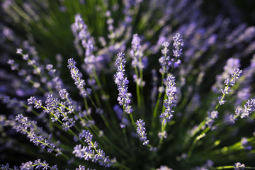 Close-up of lavender flowers field with sunlight.