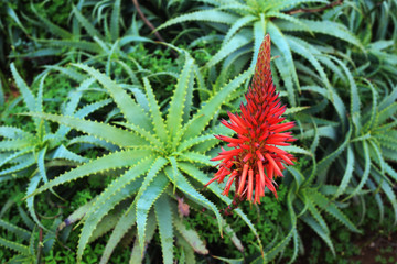 Red aloe vera flower. Shooting in daylight. Selective sharpness, shallow depth of field, blurred background