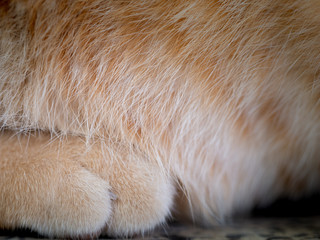 Hairs on The Feet of The Yellow Cat