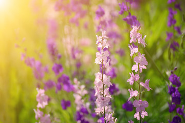 Violet flowers background