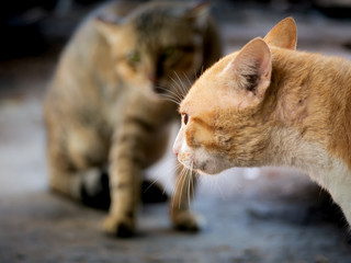 Yellow Cat Threatening The Invading Cat