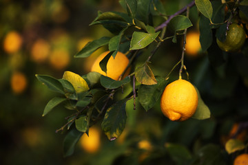 Lemons (fruit, citrus) on the branches of a tree. Shooting in daylight, shallow depth of field, selective sharpness. Place for text