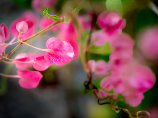 Fototapeta na wymiar Pink Chain of Love Flowers Hanging