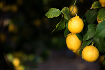 Lemons (fruit, citrus) on the branches of a tree. Shooting in daylight, shallow depth of field, selective sharpness