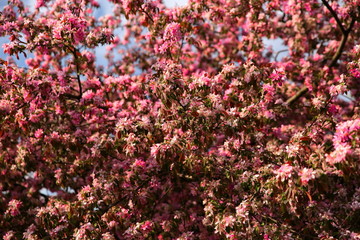 Beautiful flowers of decorative apple tree also called paradise apple tree on the blue sky tel.