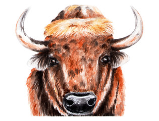 Portrait of bison. Watercolor illustration.
The bison looks at the camera. Forest animal.