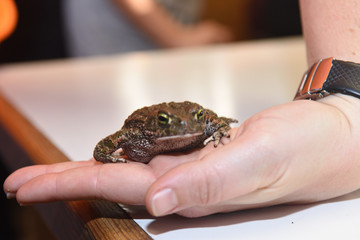 toad and hand