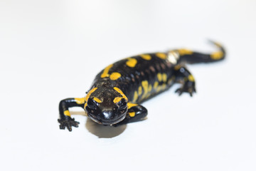 Salamander isolated on white