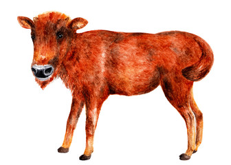 Young bison. Watercolor illustration.
Teen bison stands and looks at the camera. Illustration for design, decor.