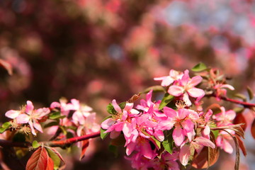 Beautiful flowers of decorative apple tree also called paradise apple tree on the blue sky tel.
