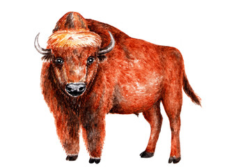 Aurochs. Watercolor illustration.
A beautiful bison looks at the camera. Illustration for design, decor.