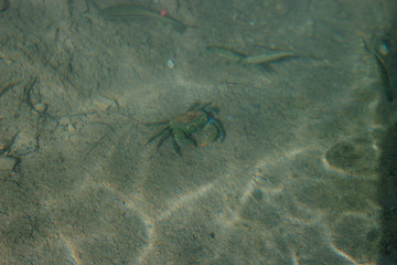 Background. Underwater life. Crab on sand and fish. The glare of the sun on the water