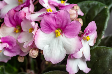 Flowering Saintpaulias, commonly known as African violet. Selective focus.