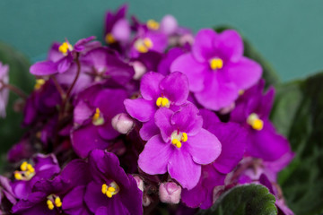 Fototapeta na wymiar Flowering Saintpaulias, commonly known as African violet. Selective focus.