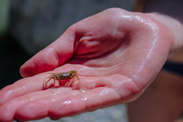 Background. Underwater life. Baby crab on the palm of your hand