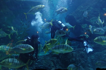 Fish and marine life