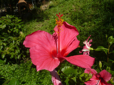 Vietnam, farang province. Beautiful tropical Asian vegetation