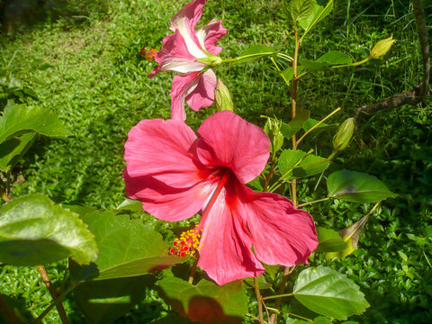 Vietnam, farang province. Beautiful tropical Asian vegetation