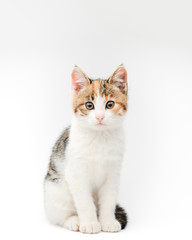 portrait of beautiful white grey and brown little pet cat kitty sitting on white background indoors studio