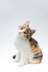 portrait of pretty tricolor little pet cat kitty sitting on white background in studio with copy space