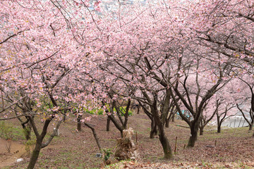 河津桜