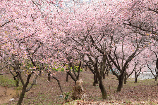 河津桜