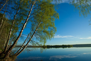 Fototapeta na wymiar Morning blue sky, on the shore of green trees illuminated by the dawn sun, these are birches.