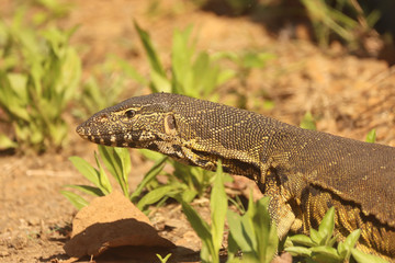 Water Monitor