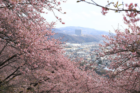 河津桜