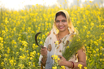 Rural Indian woman harvesting rapeseed in field