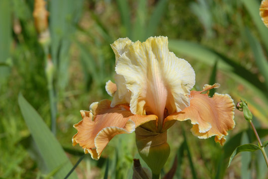 flower in garden, tall bearded iris "English Charm"