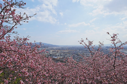 河津桜