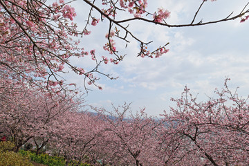 河津桜